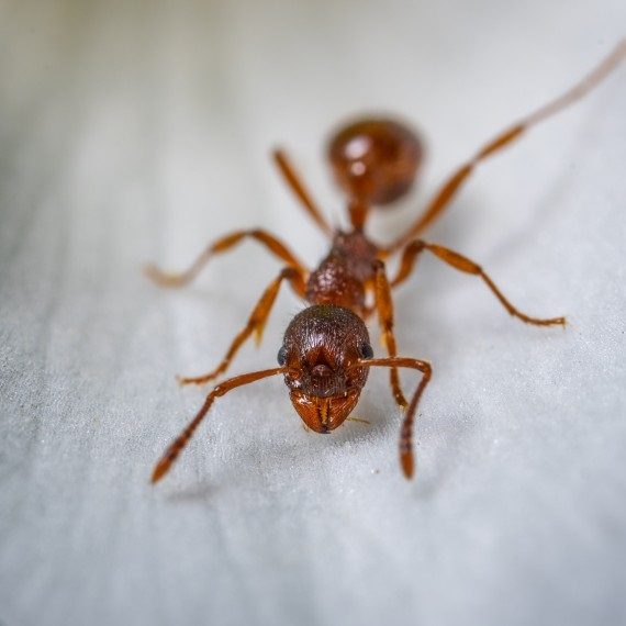 Field Ants, Pest Control in Chelsea, SW3. Call Now! 020 8166 9746