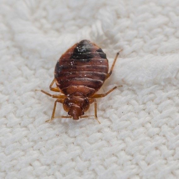 Bed Bugs, Pest Control in Chelsea, SW3. Call Now! 020 8166 9746