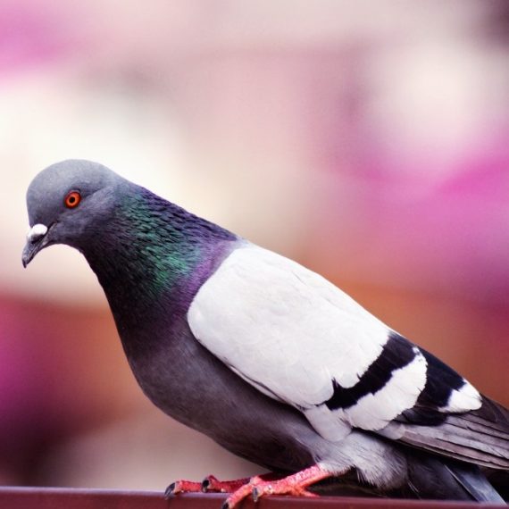 Birds, Pest Control in Chelsea, SW3. Call Now! 020 8166 9746