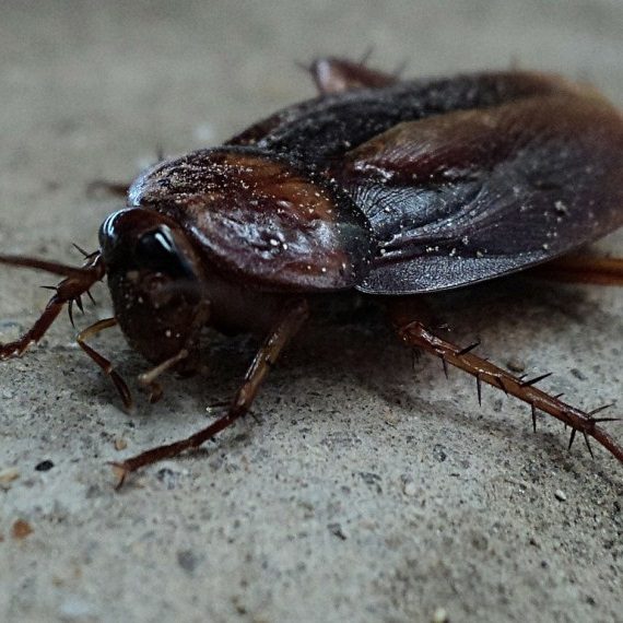 Cockroaches, Pest Control in Chelsea, SW3. Call Now! 020 8166 9746