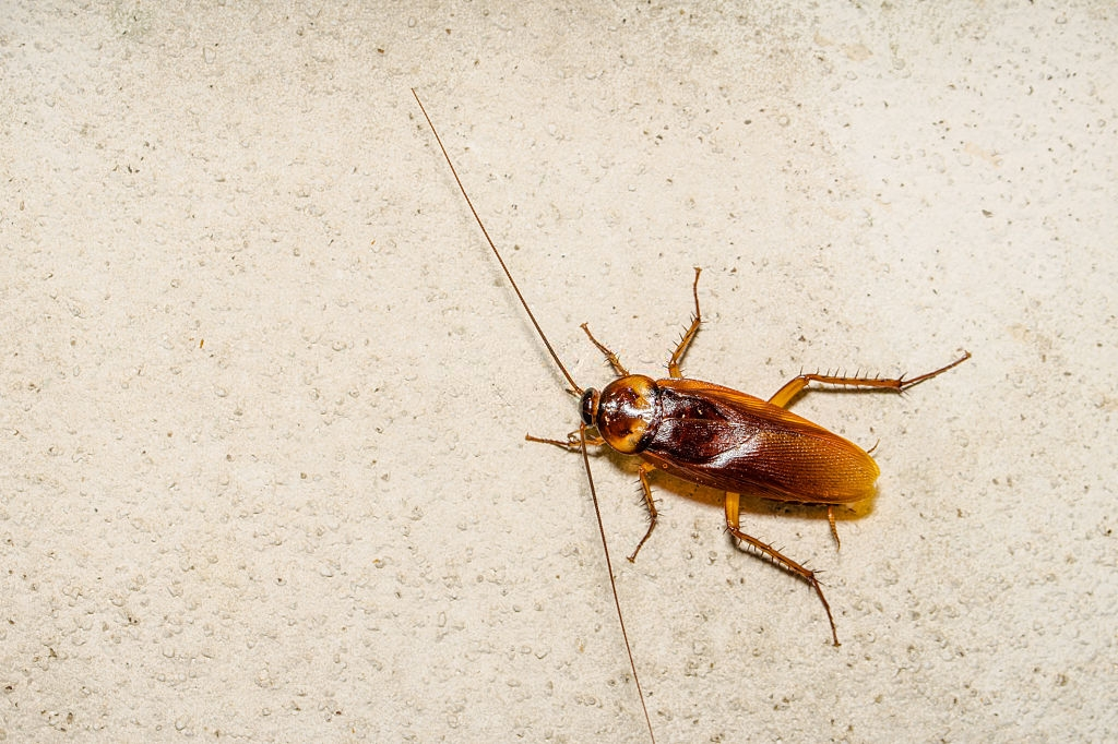 Cockroach Control, Pest Control in Chelsea, SW3. Call Now 020 8166 9746