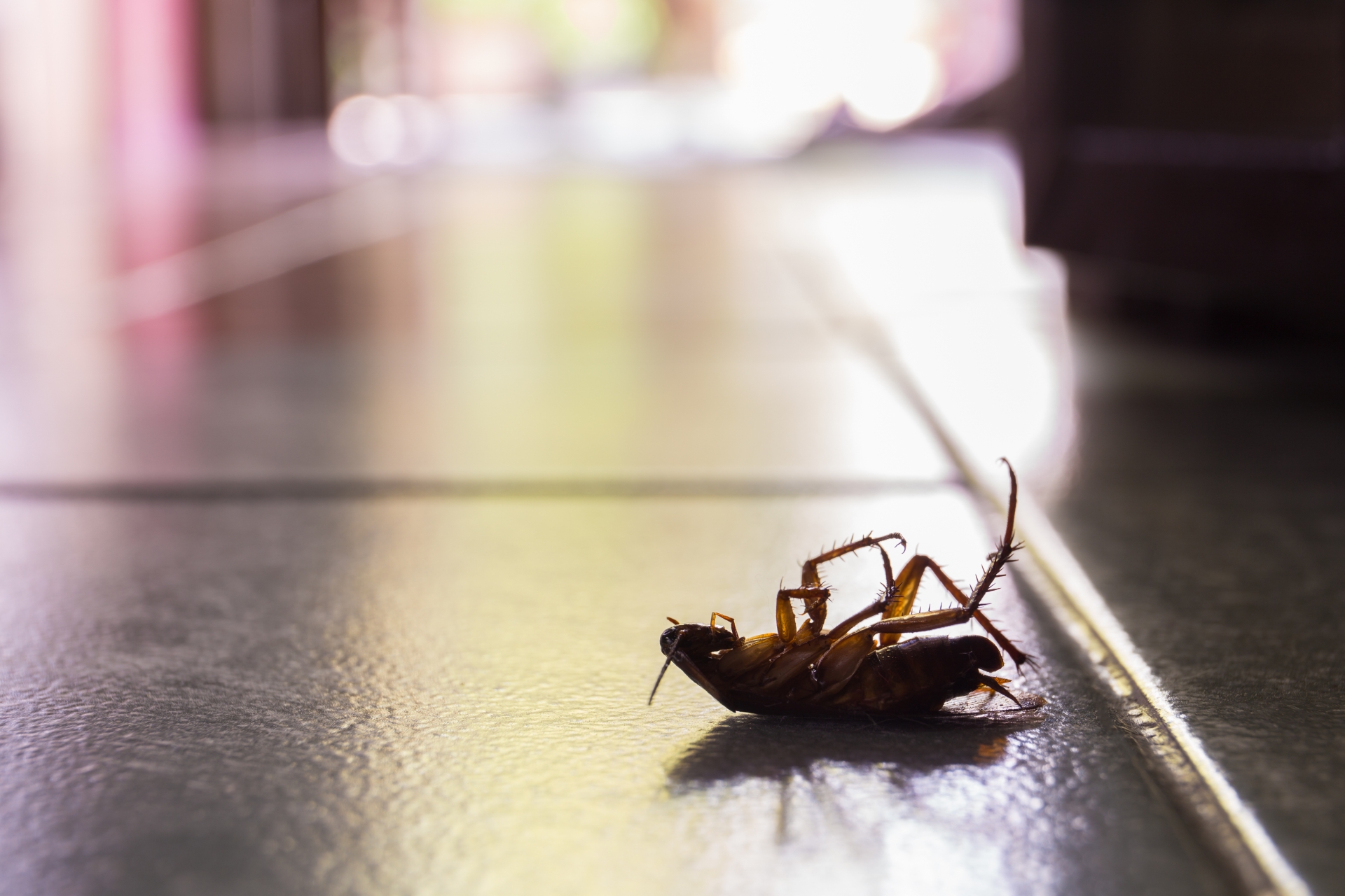 Cockroach Control, Pest Control in Chelsea, SW3. Call Now 020 8166 9746