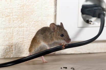 Pest Control in Chelsea, SW3. Call Now! 020 8166 9746