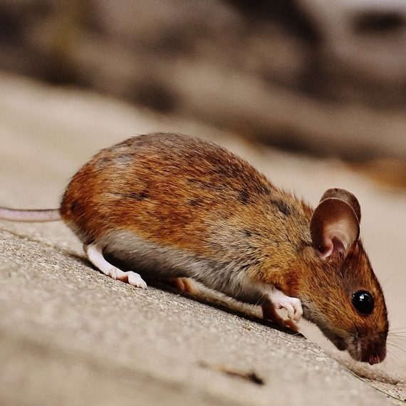 Mice, Pest Control in Chelsea, SW3. Call Now! 020 8166 9746
