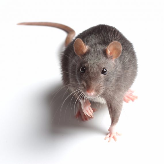 Rats, Pest Control in Chelsea, SW3. Call Now! 020 8166 9746