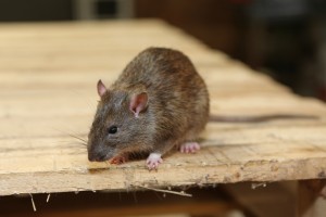 Rodent Control, Pest Control in Chelsea, SW3. Call Now 020 8166 9746