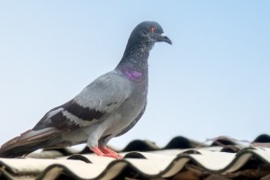 Pigeon Control, Pest Control in Chelsea, SW3. Call Now 020 8166 9746