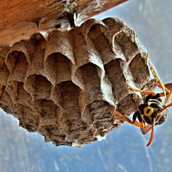 Wasps Nest, Pest Control in Chelsea, SW3. Call Now! 020 8166 9746