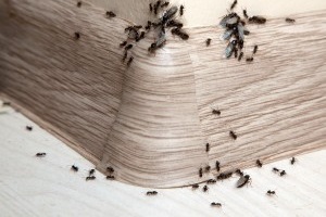 Ant Control, Pest Control in Chelsea, SW3. Call Now 020 8166 9746